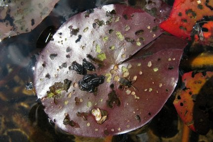 Waterlily invertebrates