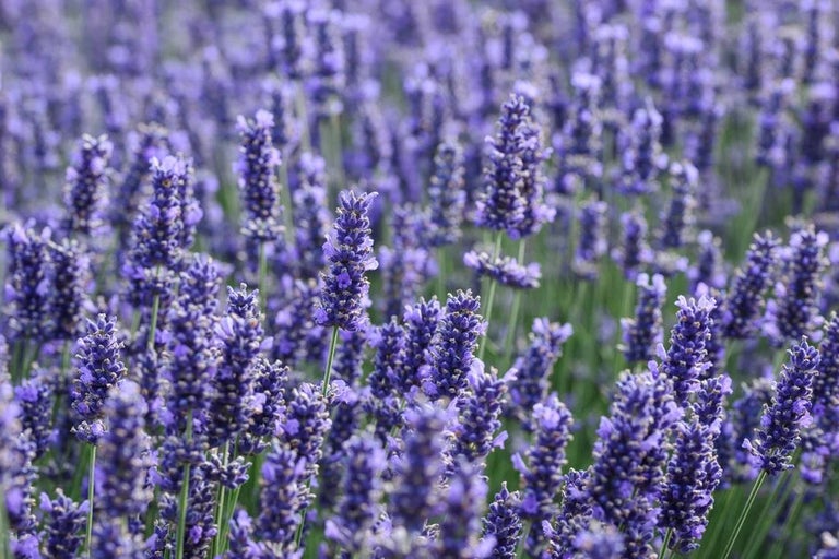 10 award-winning shrubs with fragrant leaves
