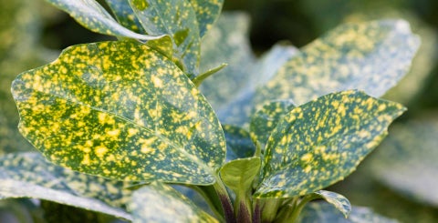 How to grow Aucuba / RHS Growing Guide