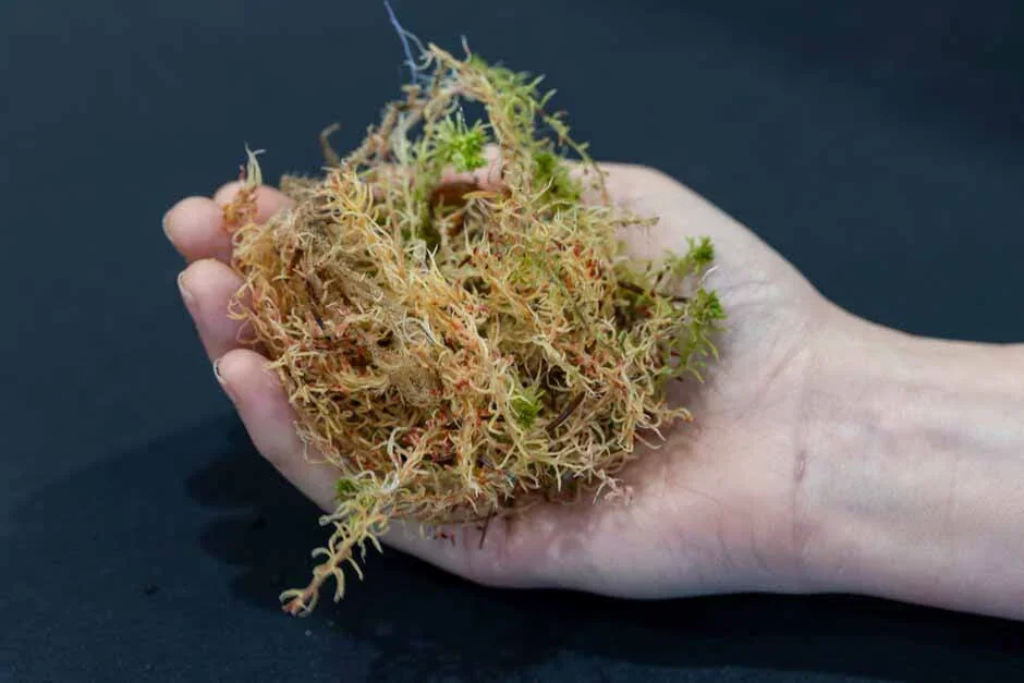 Sphagnum moss