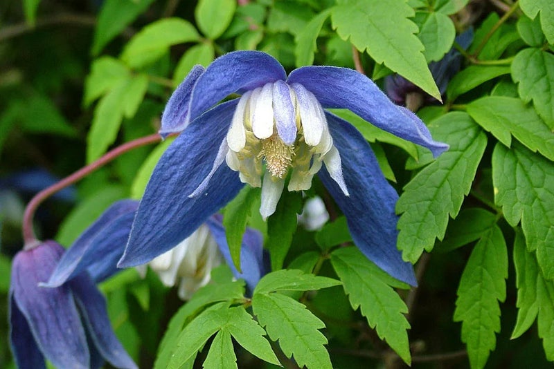 Using atragenes in the garden