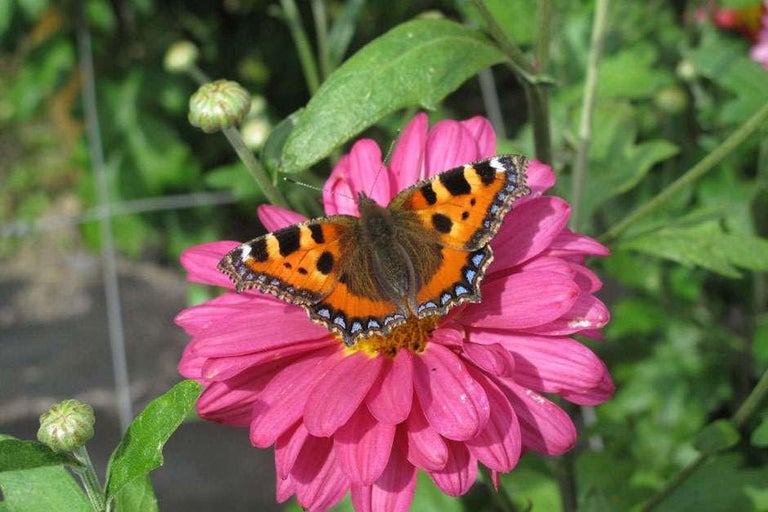 How can I attract pollinators to my garden?