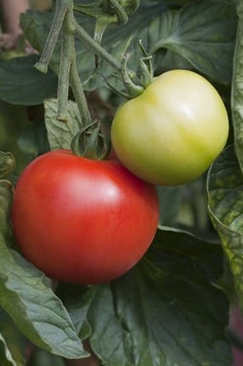 Understanding F1 hybrids