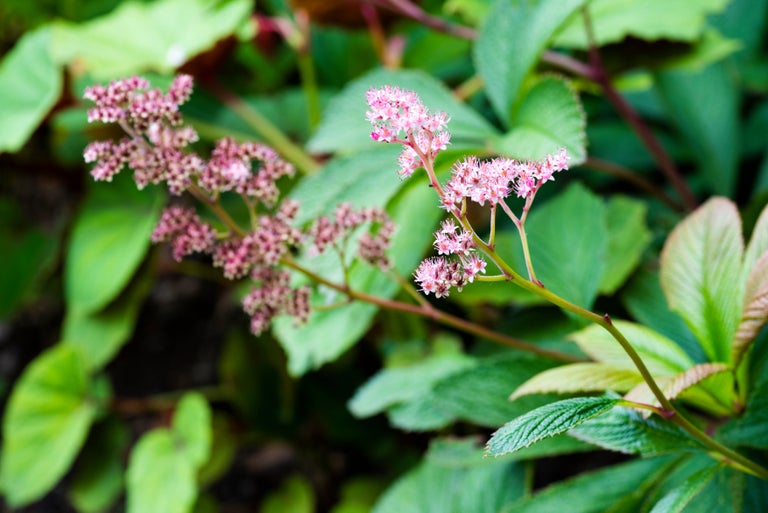 Buy rodgersias from RHSPlants.co.uk