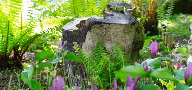 How to grow a low-carbon garden