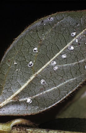 Viburnum whitefly