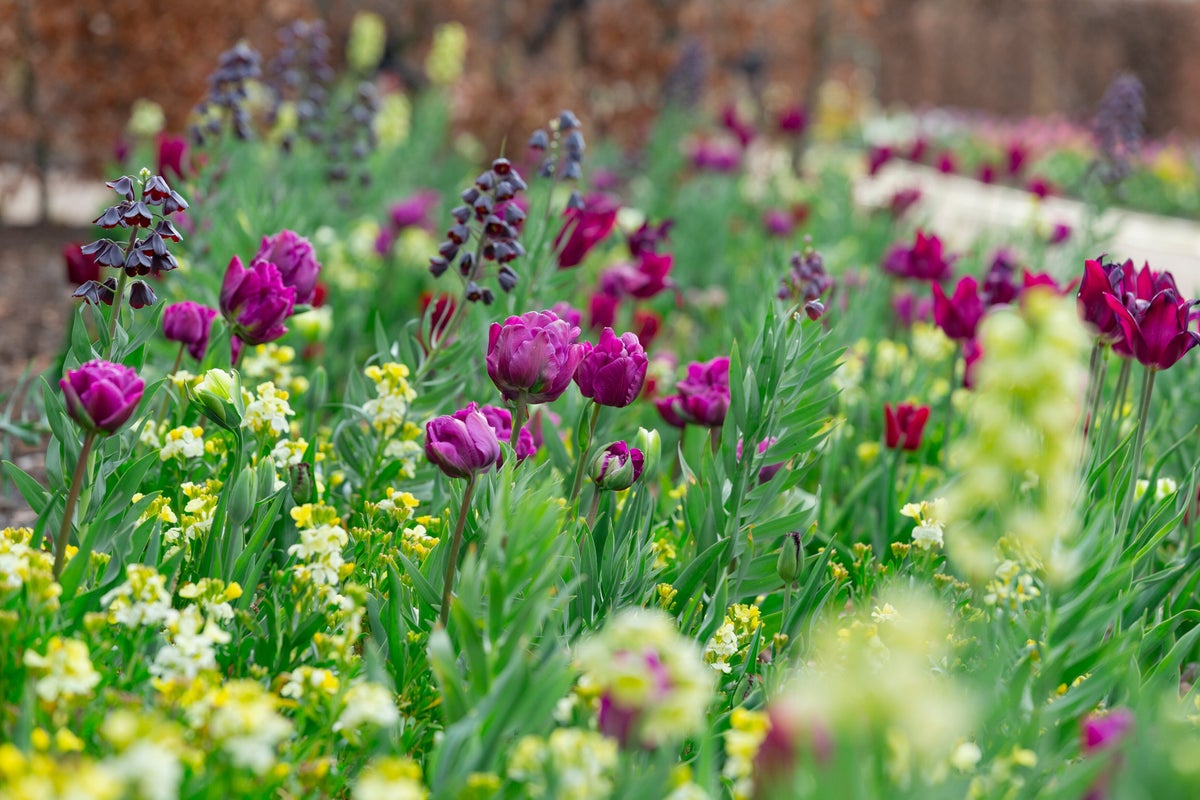 A field of purple flowers
