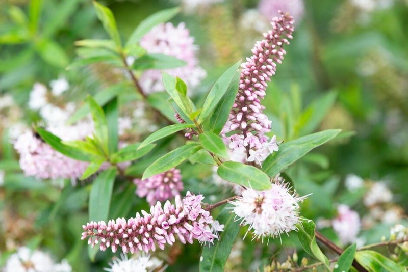 Evergreen Pink and White Borders | RHS Advice