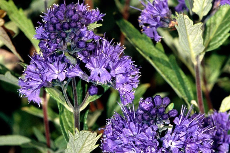 Easy care and autumn flowers