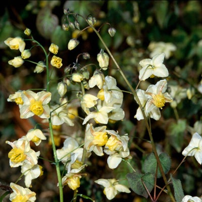 <i>Epimedium</i> × <i>versicolor</i> ‘³§³Ü±ô±è³ó³Ü°ù±ð³Ü³¾â€™ does well in dry shade