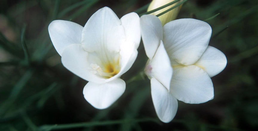 Freesia Labelled Freesia / RHS Plant Guide