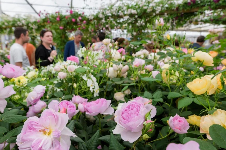 David Austin Roses Ltd