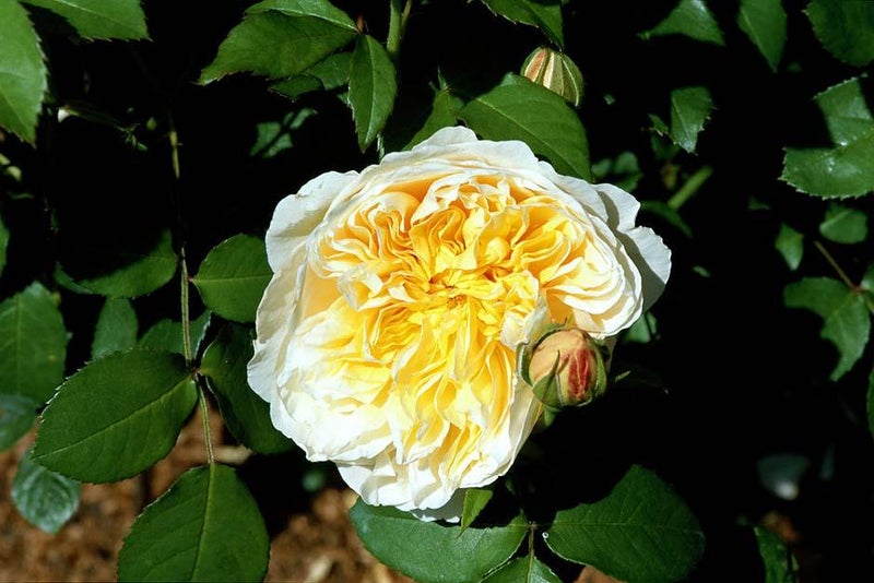 English elegance