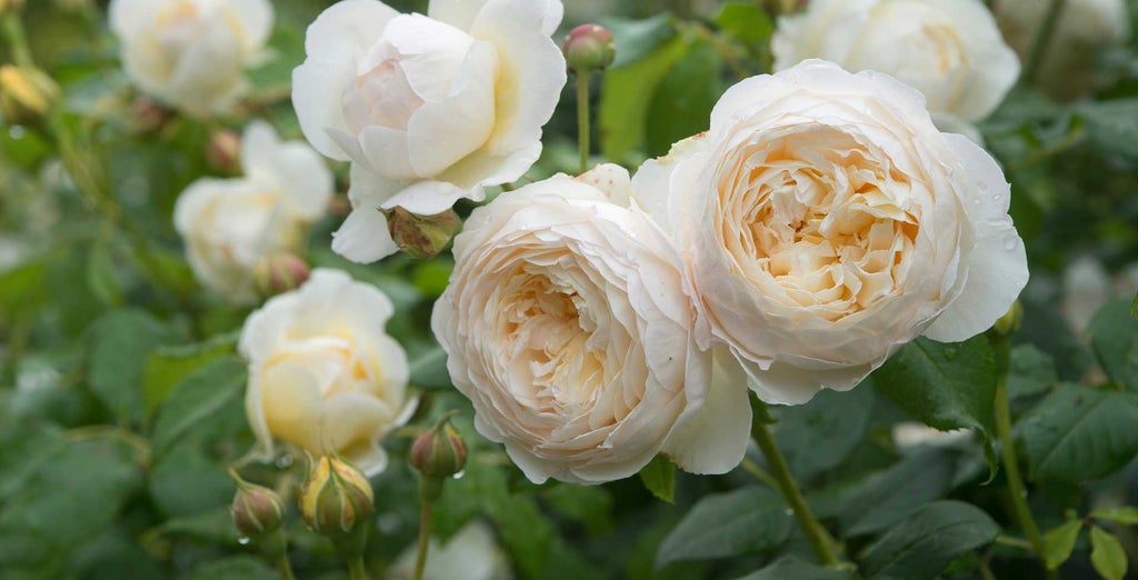 Shrub roses / RHS Plant Guide