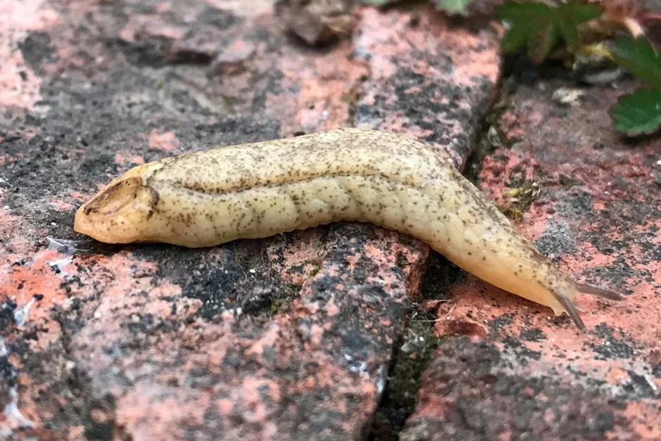 Orange or golden shelled slug