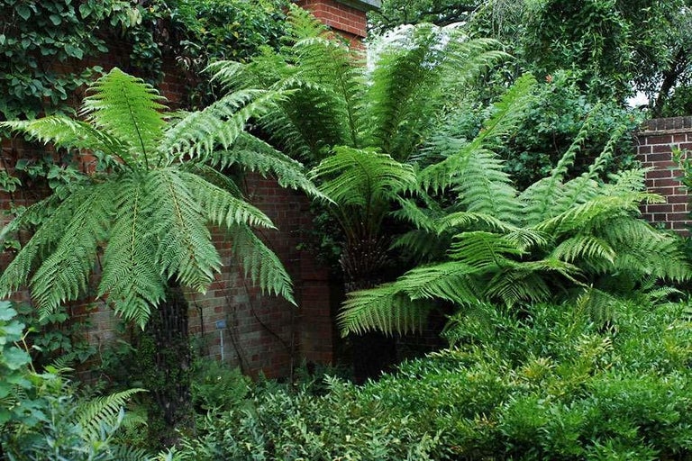 Tree ferns