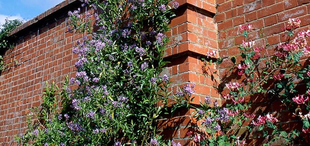 10 award-winning fragrant wall plants