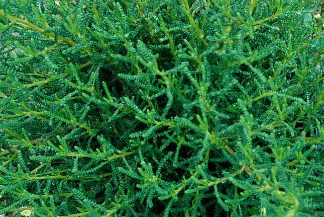 Tactile foliage