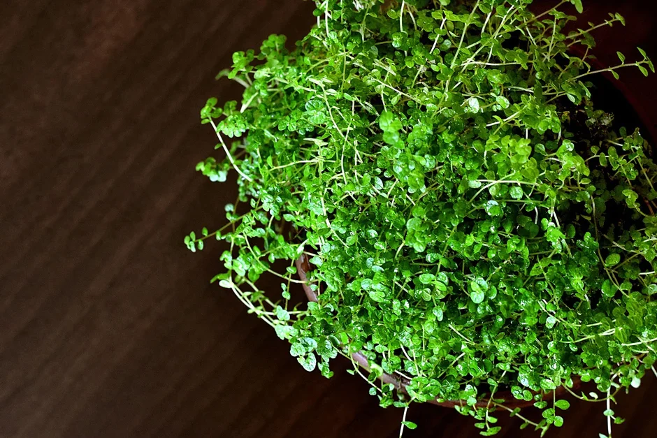 6. Mind-your-own-business (Soleirolia soleirolii)