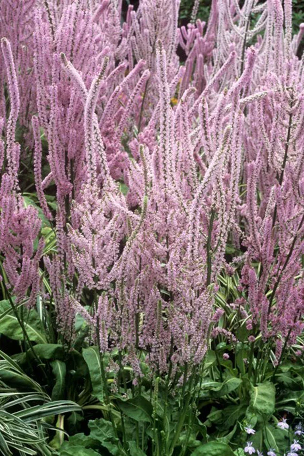 Psylliostachys suworowii