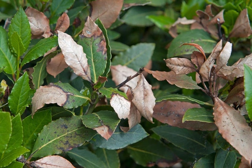 Frost damage | RHS Advice