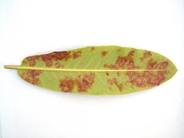 Rhododendron diseases: Symptoms & Control | RHS Advice