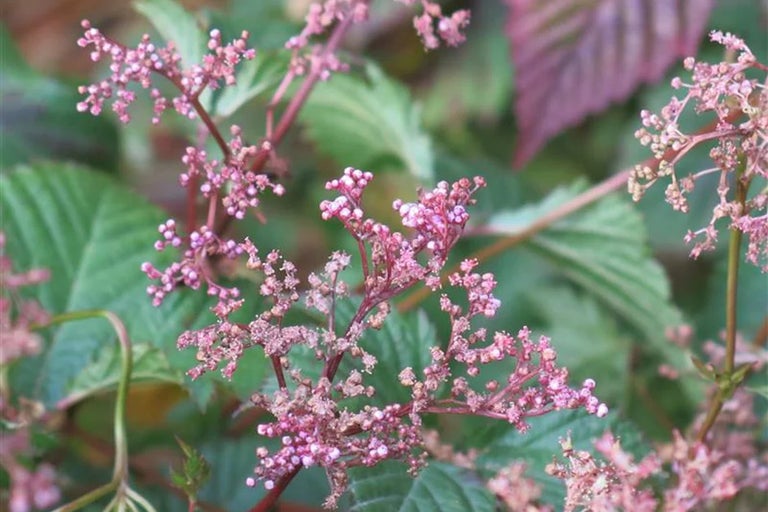 Using award-winning plants