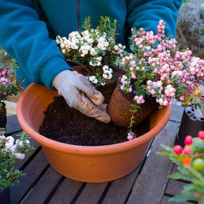 Containers: winter selection