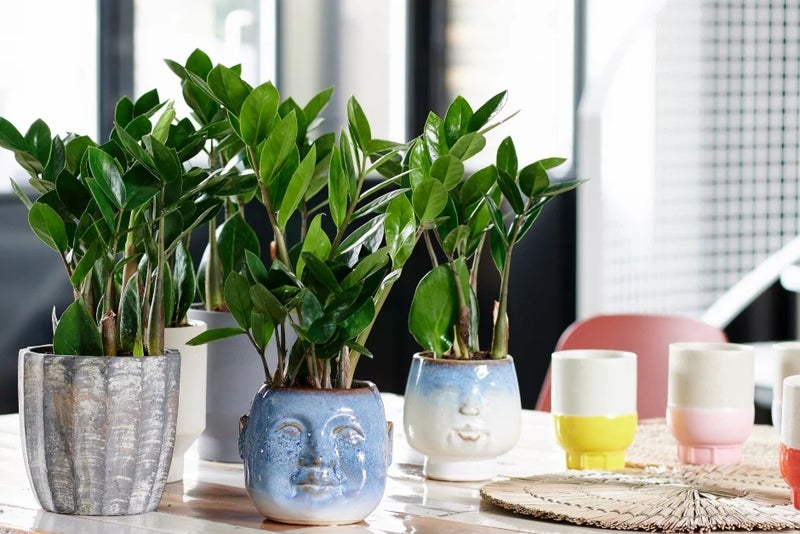 Sculptural in the shade – the ZZ plant