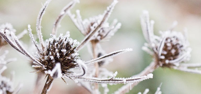 Spectacular seedheads for winter interest and wildlife