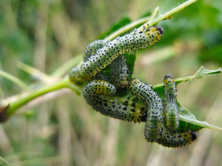 Gooseberry sawfly