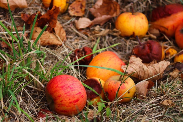 Red and yellow windfall apples lying among grass and fallen leaves