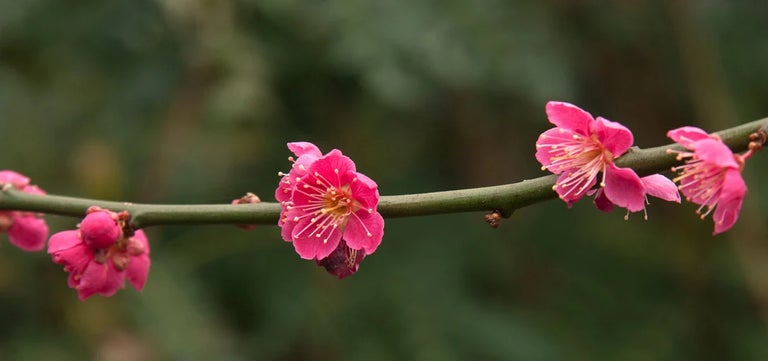 10 award-winning flowering trees for small gardens