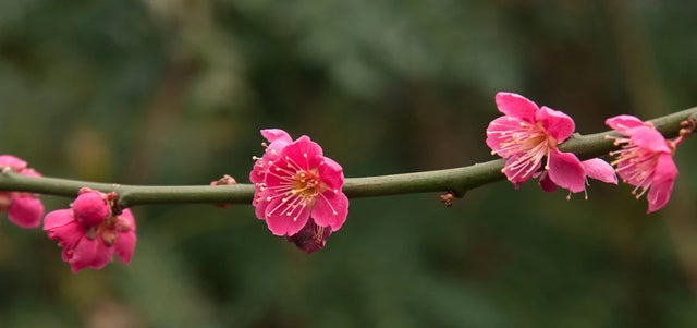 Trees for smaller gardens