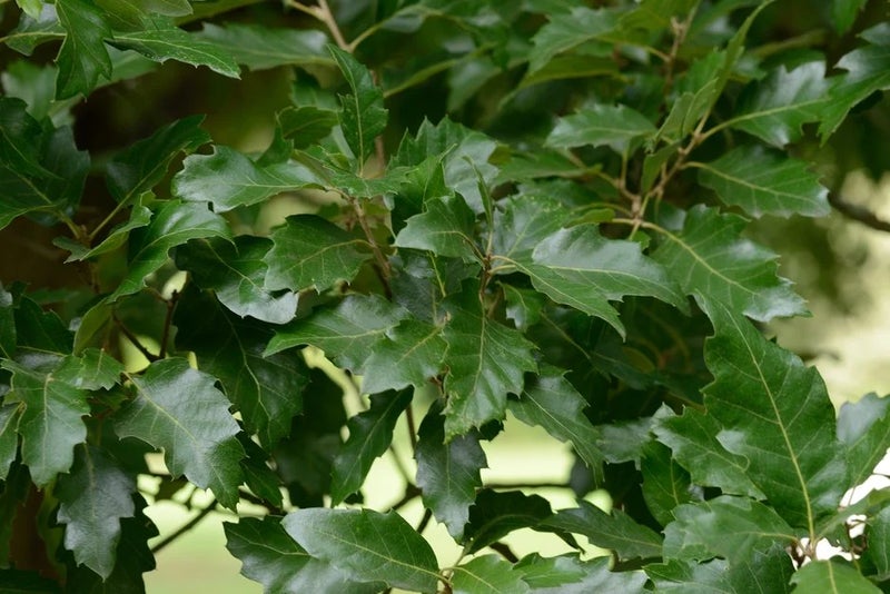 December – Quercus × crenata ‘Ambrozyana’