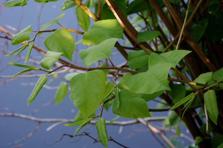 Japanese knotweed