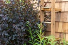 Thumbnail: RNIB Talking Books Garden