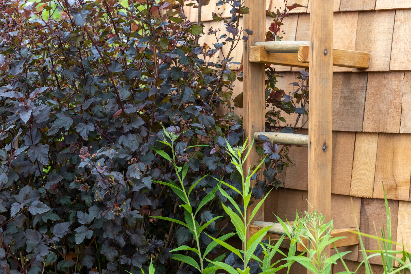 RNIB Talking Books Garden