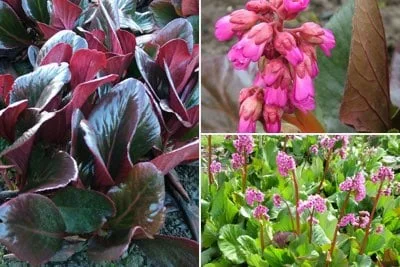 Bergenia leaf colours
