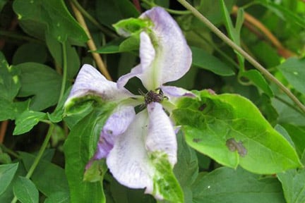 Clematis: green petal