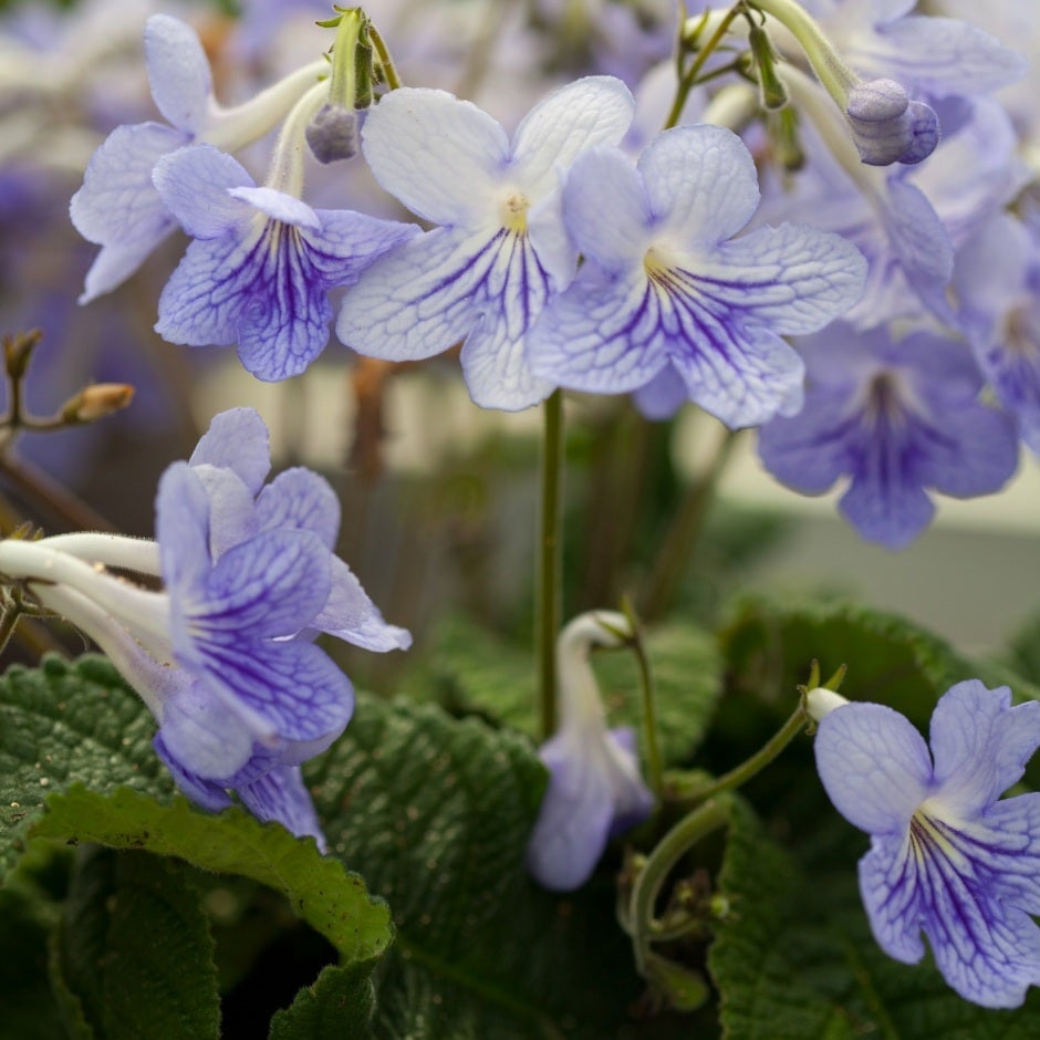 plants hebe Hebe 'Heidi'
