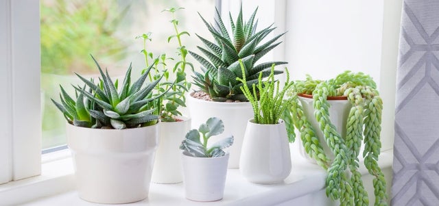 Best houseplants for sunny rooms