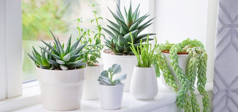 Best houseplants for sunny rooms