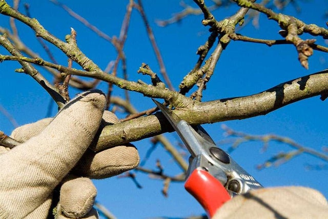 RHS beginner's guide to pruning shrubs