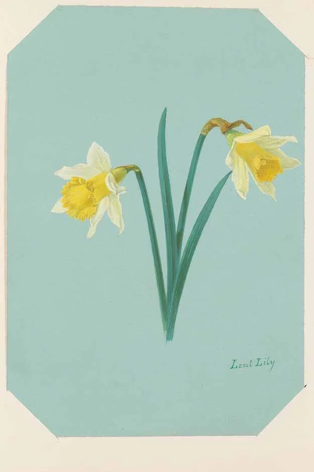 Watercolour of a 'Lent Lily' daffodil by an unknown artist, c.1900