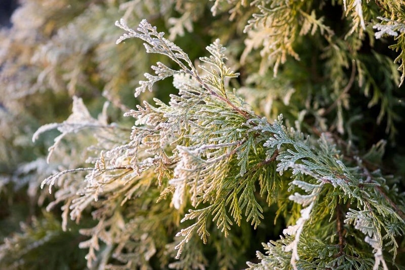 Winter light