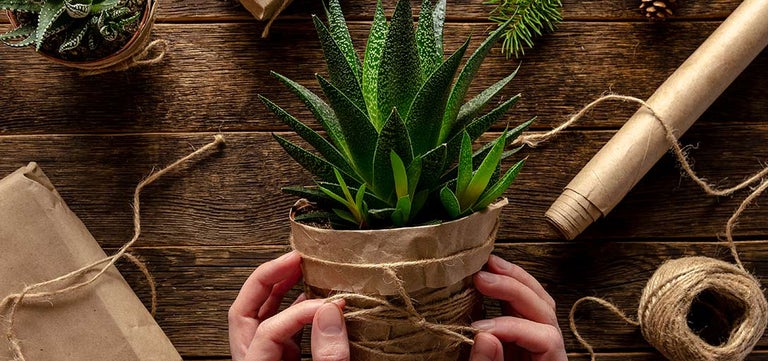 Best houseplants to give as gifts