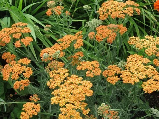 Pelham Plants Nursery Ltd