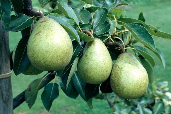 How to grow pears | RHS Guide