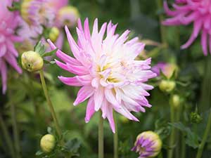 Planting dahlias